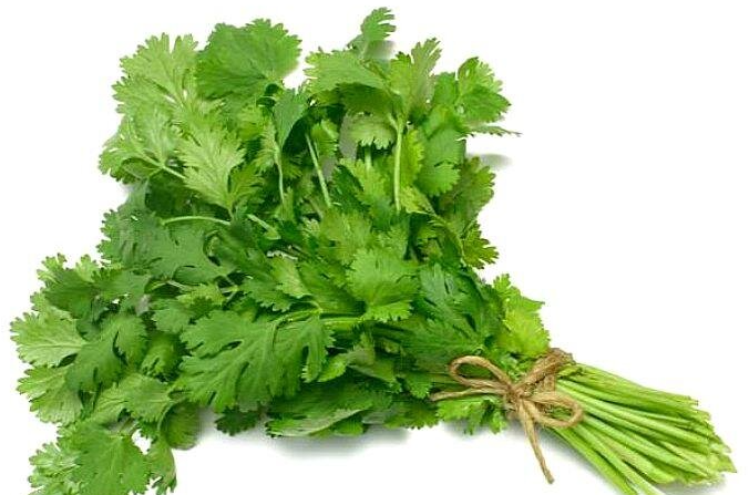 CILANTRO CORIANDER - 1 BUNCH