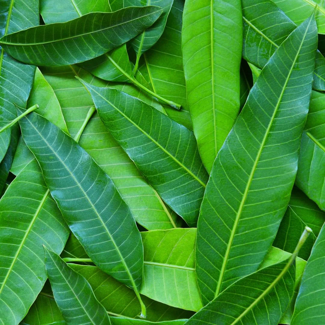 MANGO LEAVES - 3 COUNT