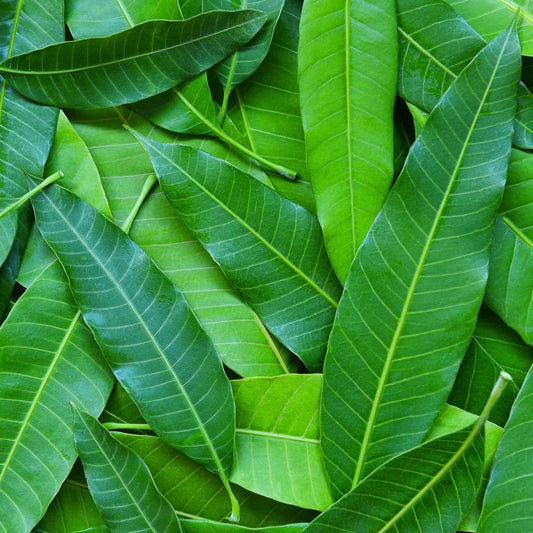 MANGO LEAVES - 3 COUNT