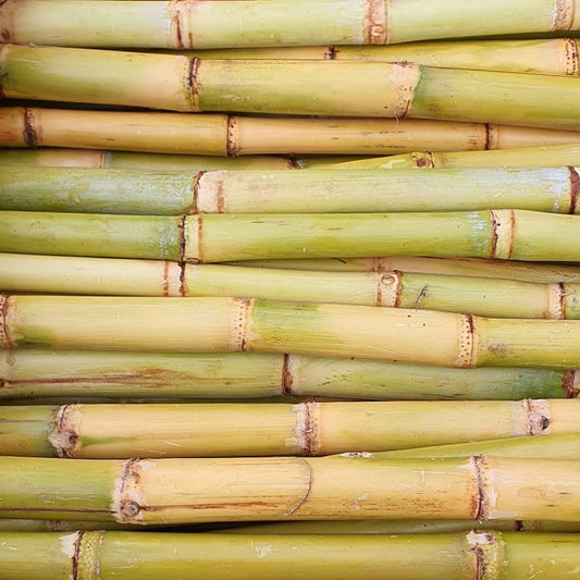 SUGARCANE 1 PIECE