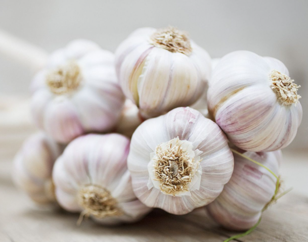 GARLIC - 1 LB