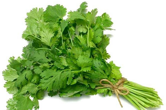 CILANTRO CORIANDER