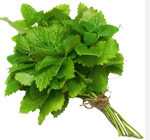 MINT LEAVES