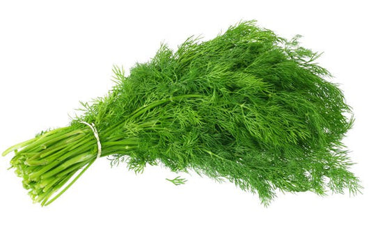 DILL LEAVES 1 BUNCH